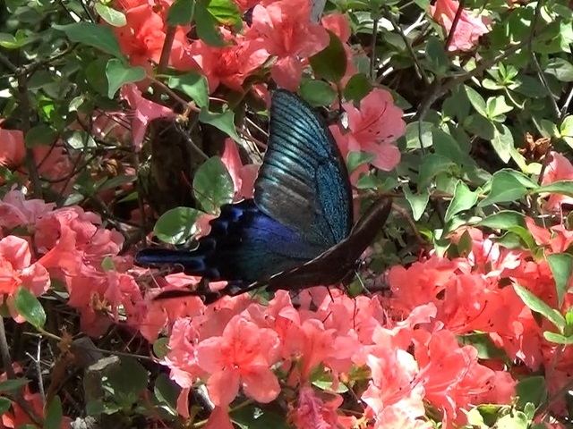 �`���E�`��