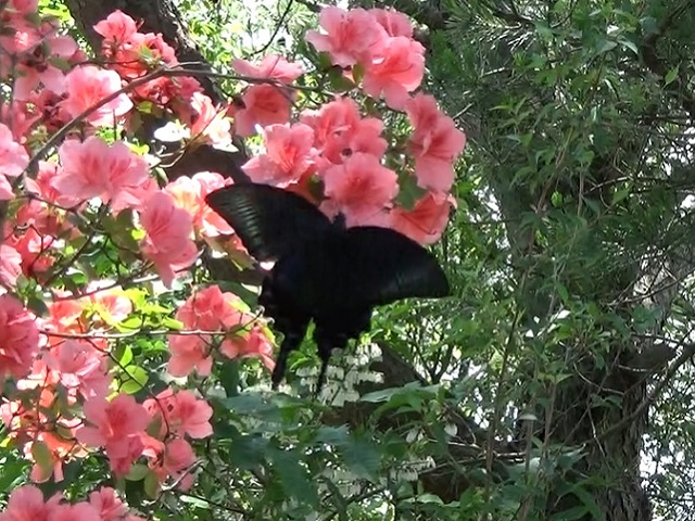 �`���E�`��