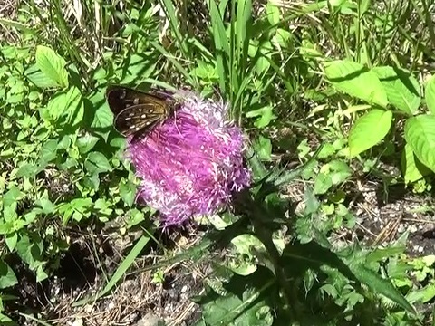 �`���E�`��