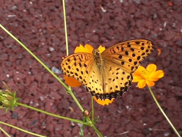 �`���E�`��