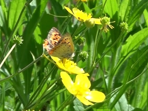 �`���E�`��