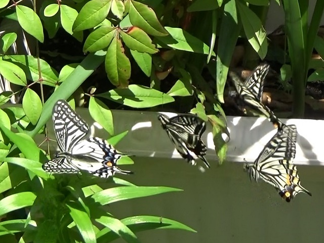 �`���E�`��