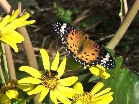 �`���E�`��