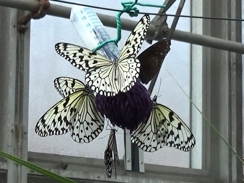 �`���E�`��