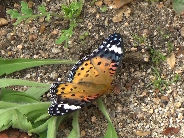 �`���E�`��