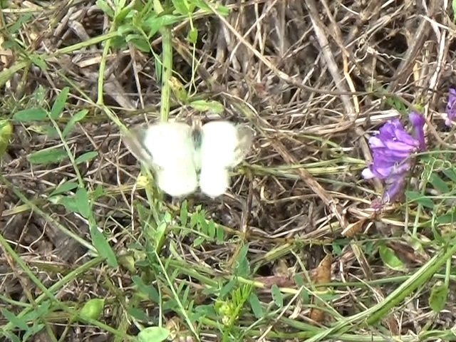 �`���E�`��