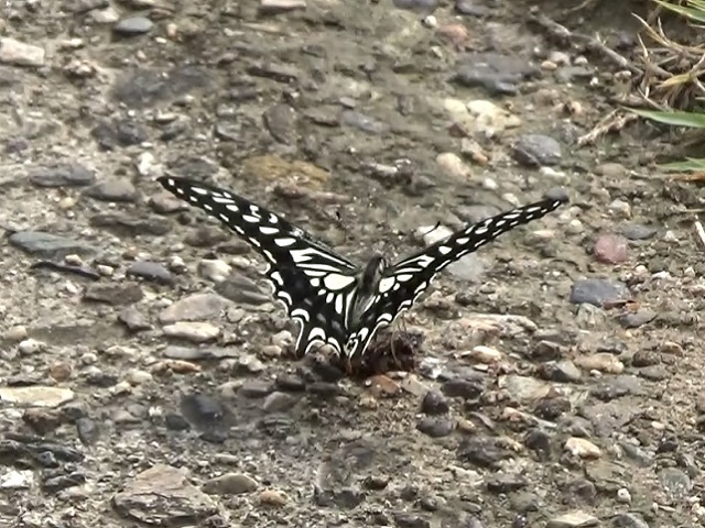 �`���E�`��