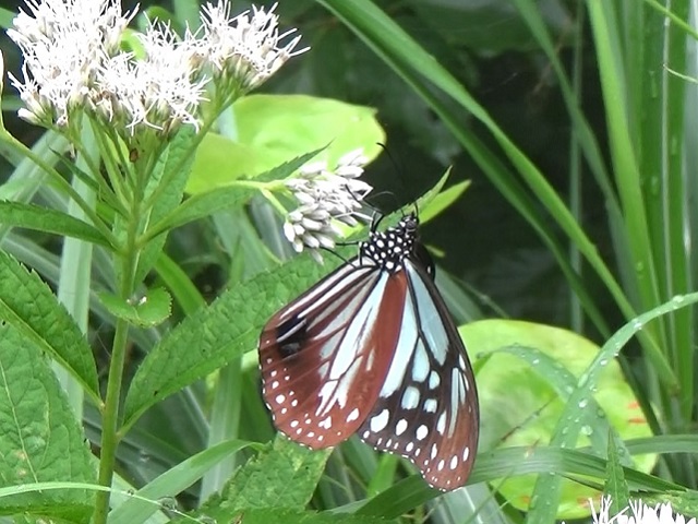 �`���E�`��