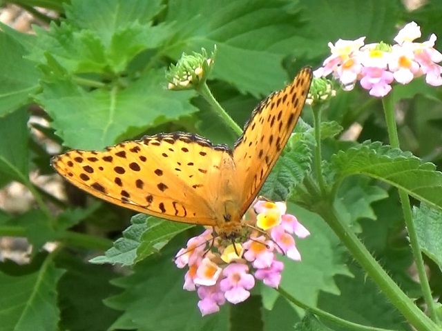 �`���E�`��