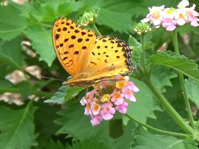 �`���E�`��