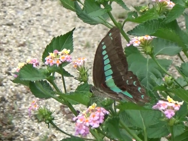 �`���E�`��