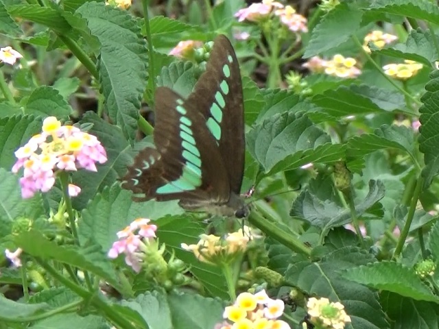 �`���E�`��