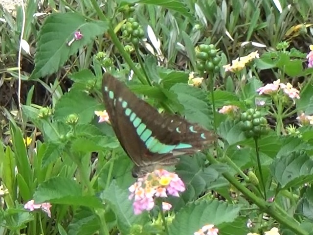 �`���E�`��