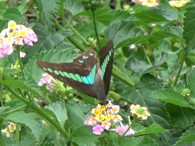 �`���E�`��