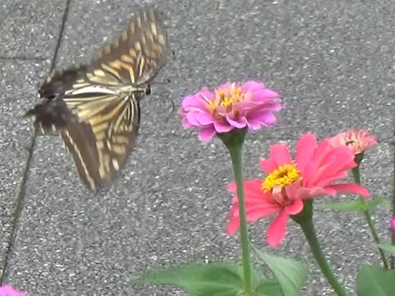 �`���E�`��