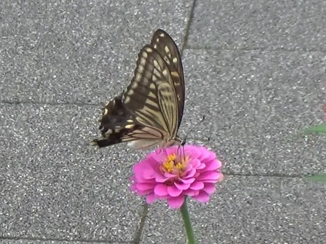 �`���E�`��