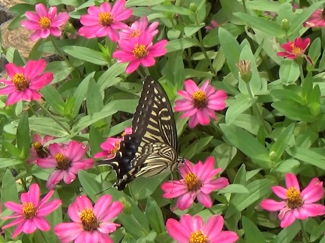 �`���E�`��