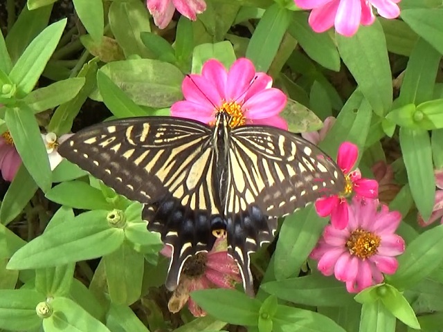 �`���E�`��