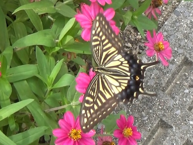 �`���E�`��