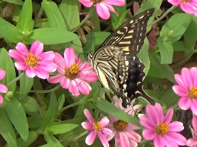 �`���E�`��