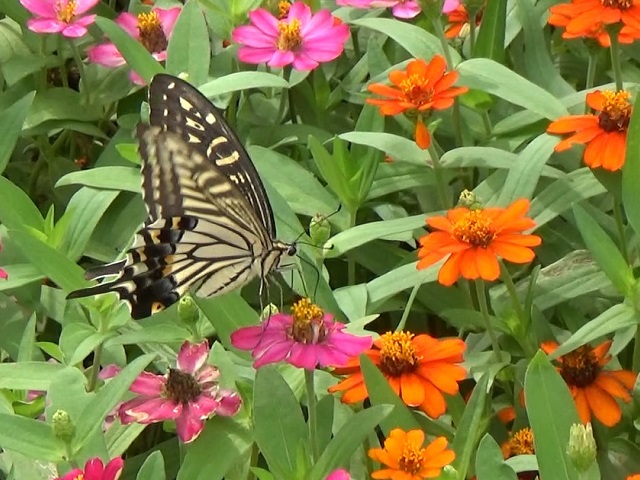 �`���E�`��