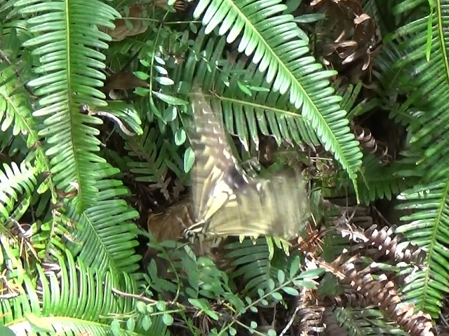 �`���E�`��