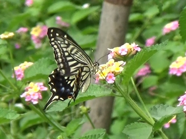 �`���E�`��