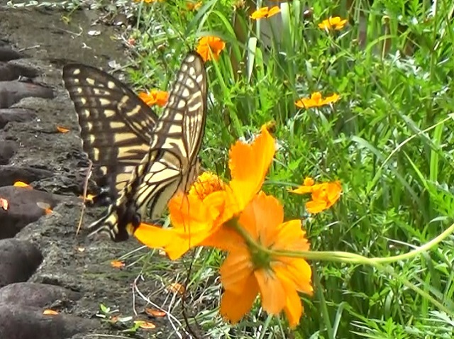 �`���E�`��