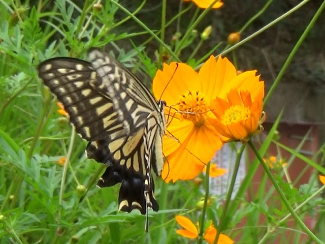 �`���E�`��