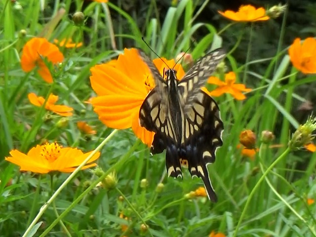 �`���E�`��