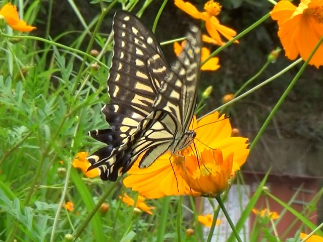 �`���E�`��