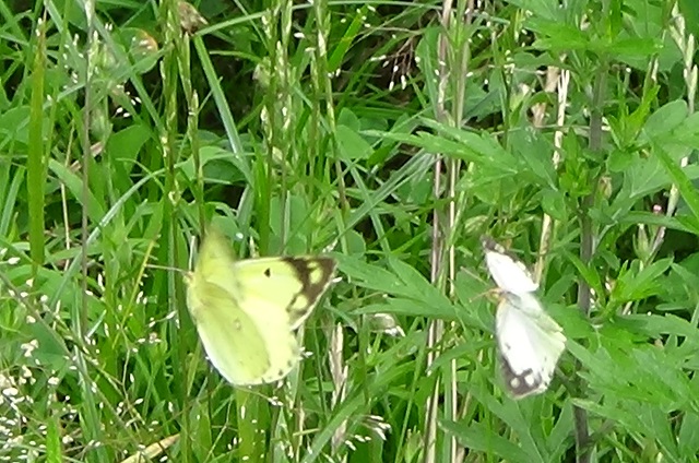 �`���E�`��