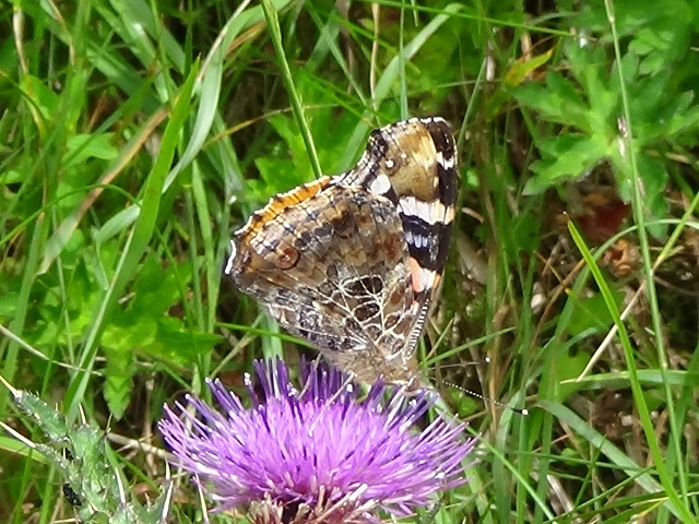 �`���E�`��