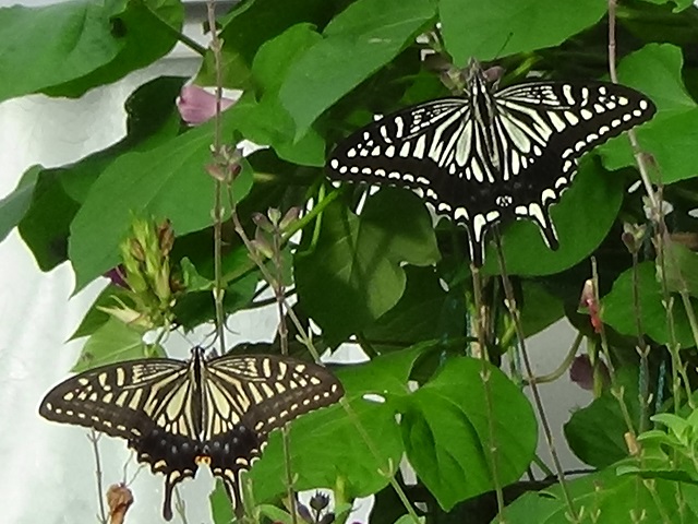 �`���E�`��