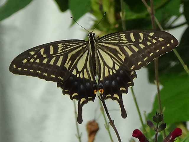 �`���E�`��