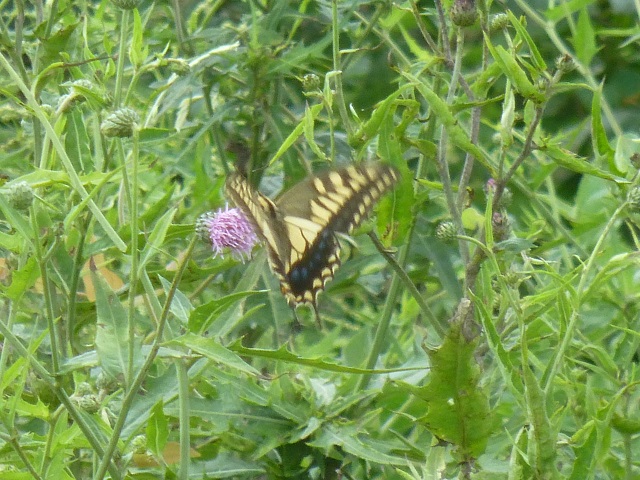 �`���E�`��