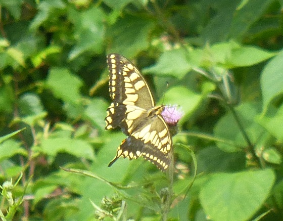 �`���E�`��