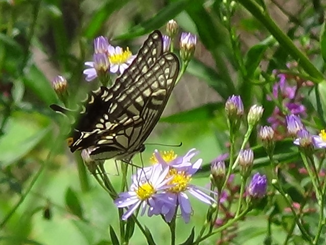 �`���E�`��