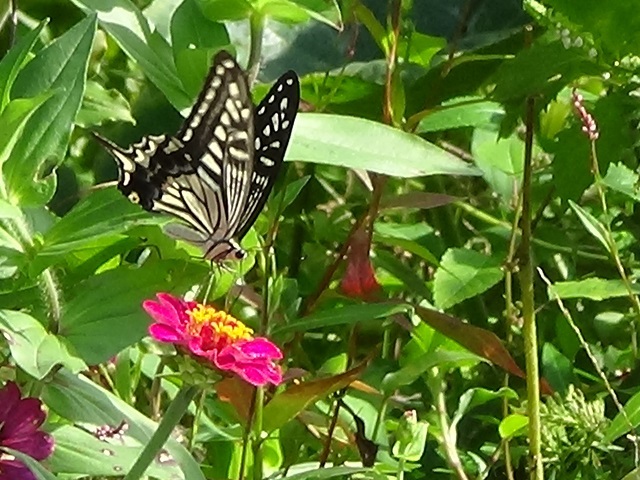 �`���E�`��