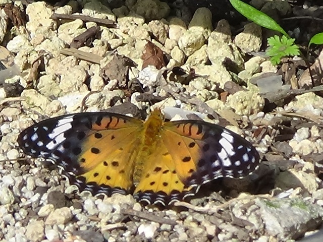 �`���E�`��