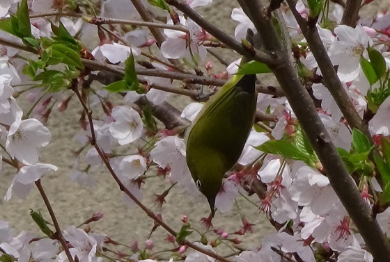 �`���E�`��