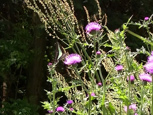 �`���E�`��