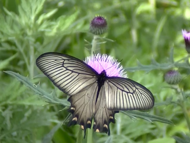 �`���E�`��