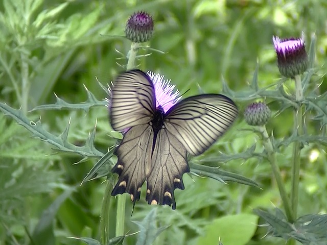 �`���E�`��