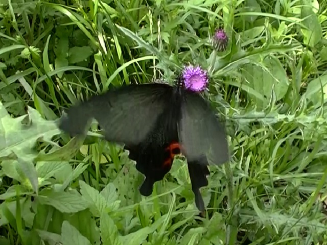 �`���E�`��