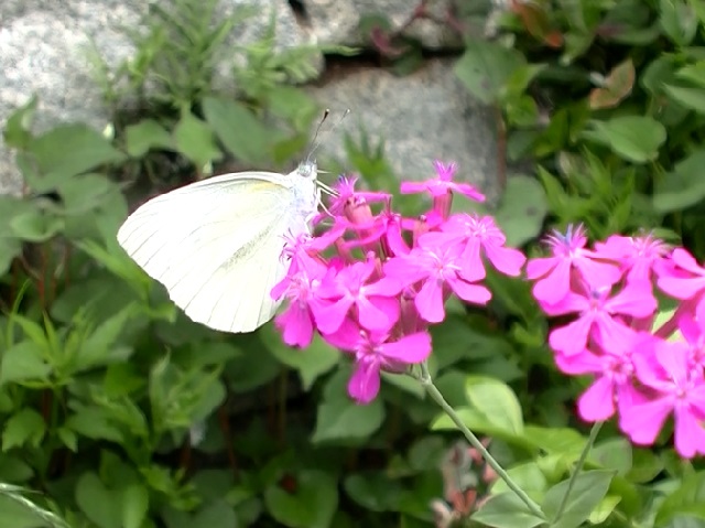 �`���E�`��