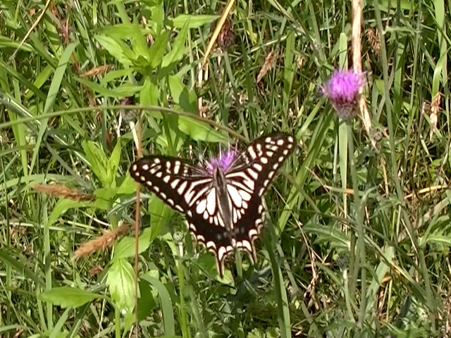 �`���E�`��