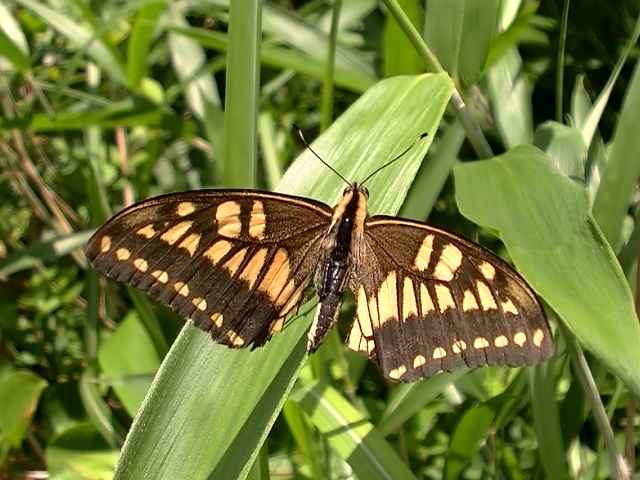 �`���E�`��