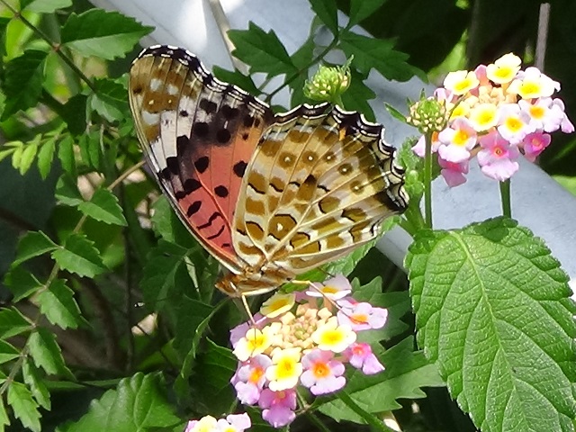 �`���E�`��