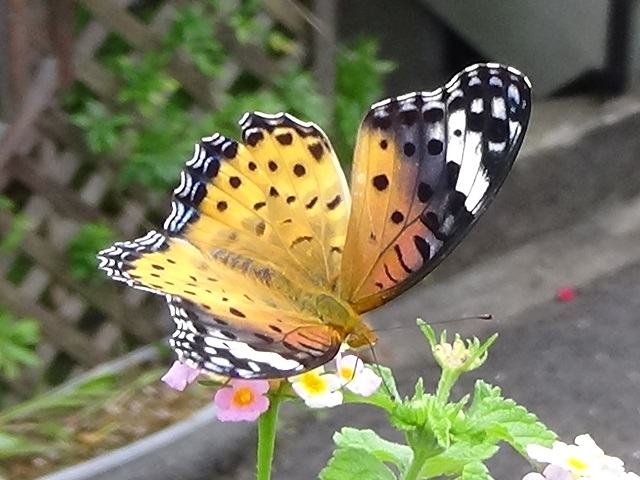 �`���E�`��